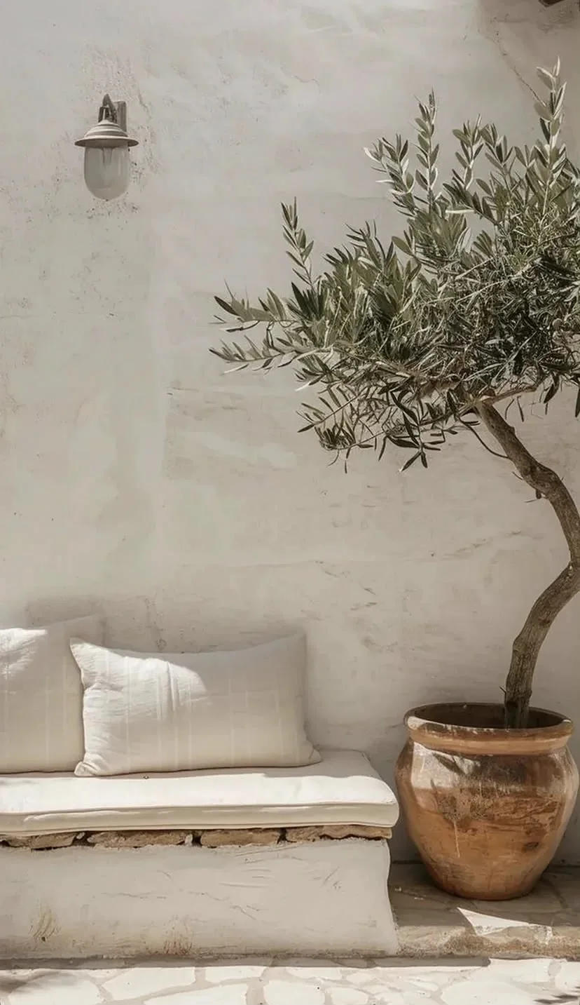 An olive tree against a whitewashed wall